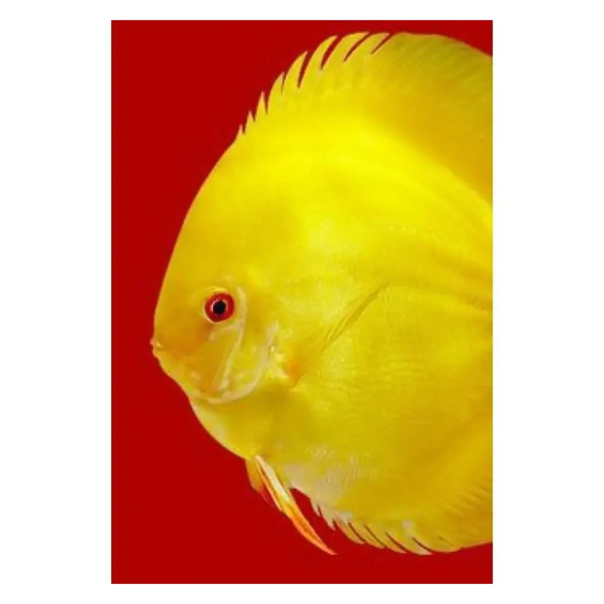 3F Discus SPECIAL Premium Mix 95g - Pet Supply UAE