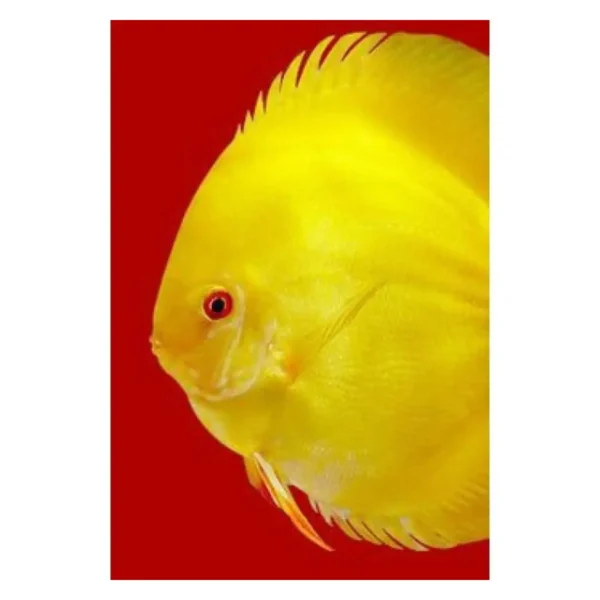 3F Discus SPECIAL Premium Mix 95g - Pet Supply UAE